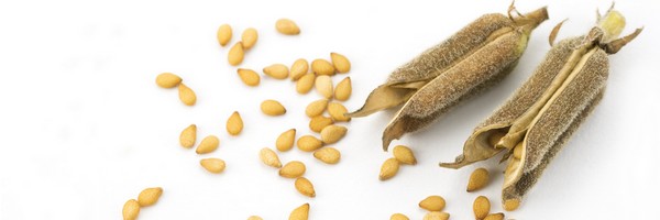 La Graine de Sésame